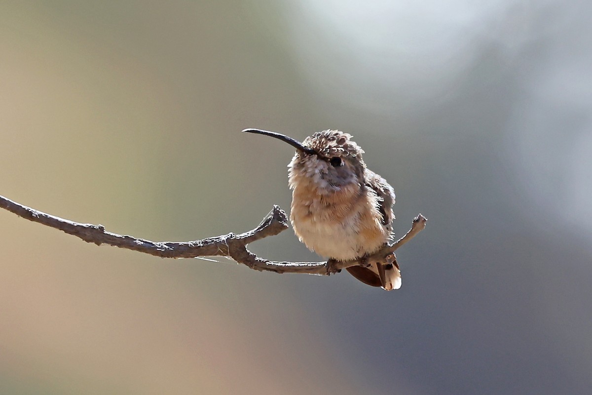 Purple-collared Woodstar - ML647183363