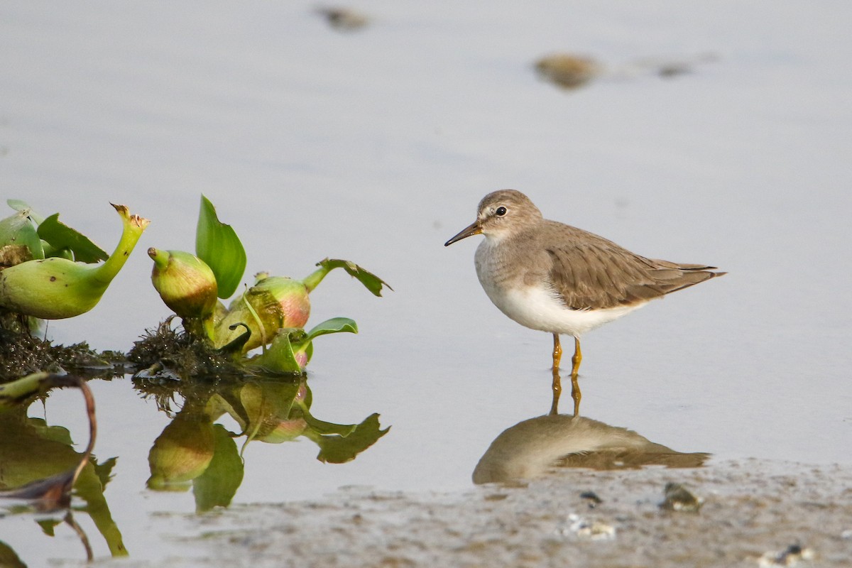 Temminck's Stint - ML647183416