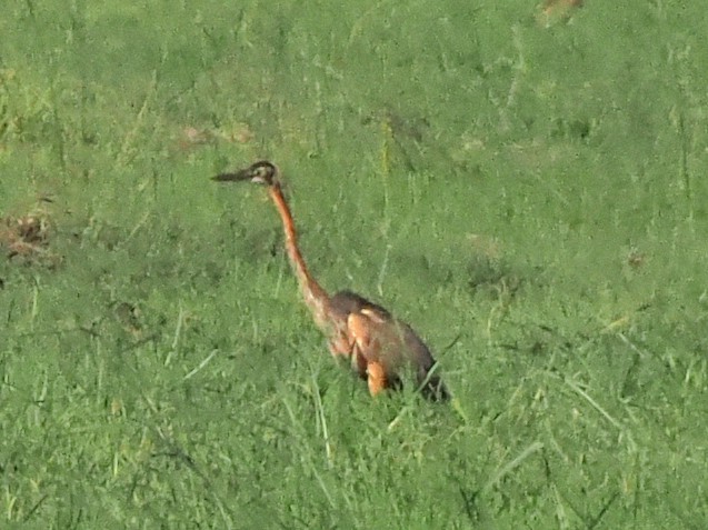 ムラサキサギ - ML647183433