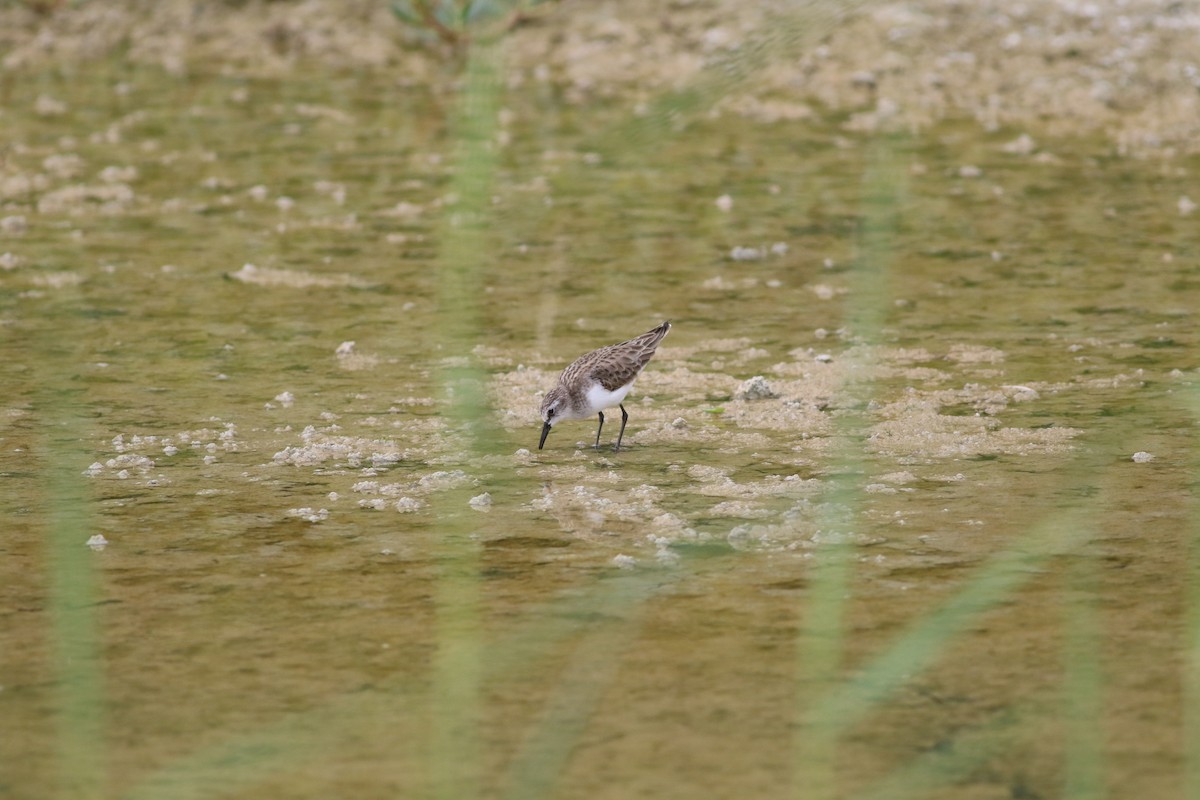 Little Stint - ML647183440