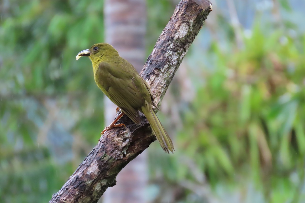 Olive-green Tanager - ML647183455