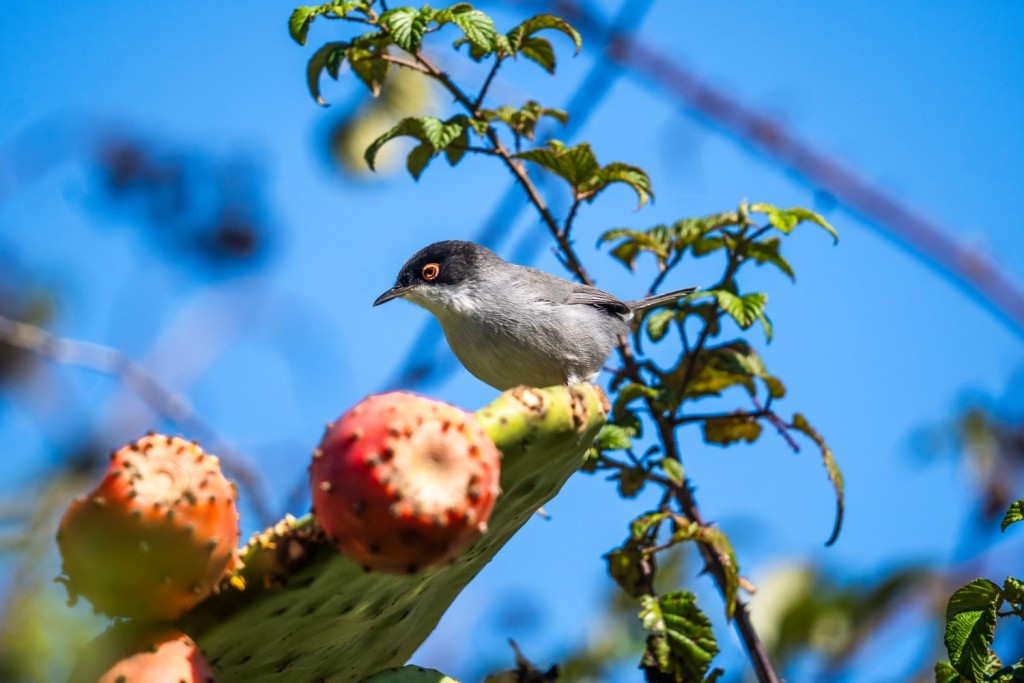 Sardinian Warbler - ML647183457