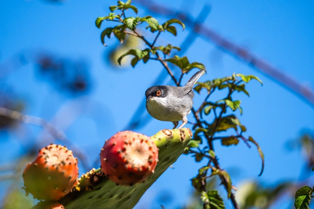 Sardinian Warbler - ML647183458