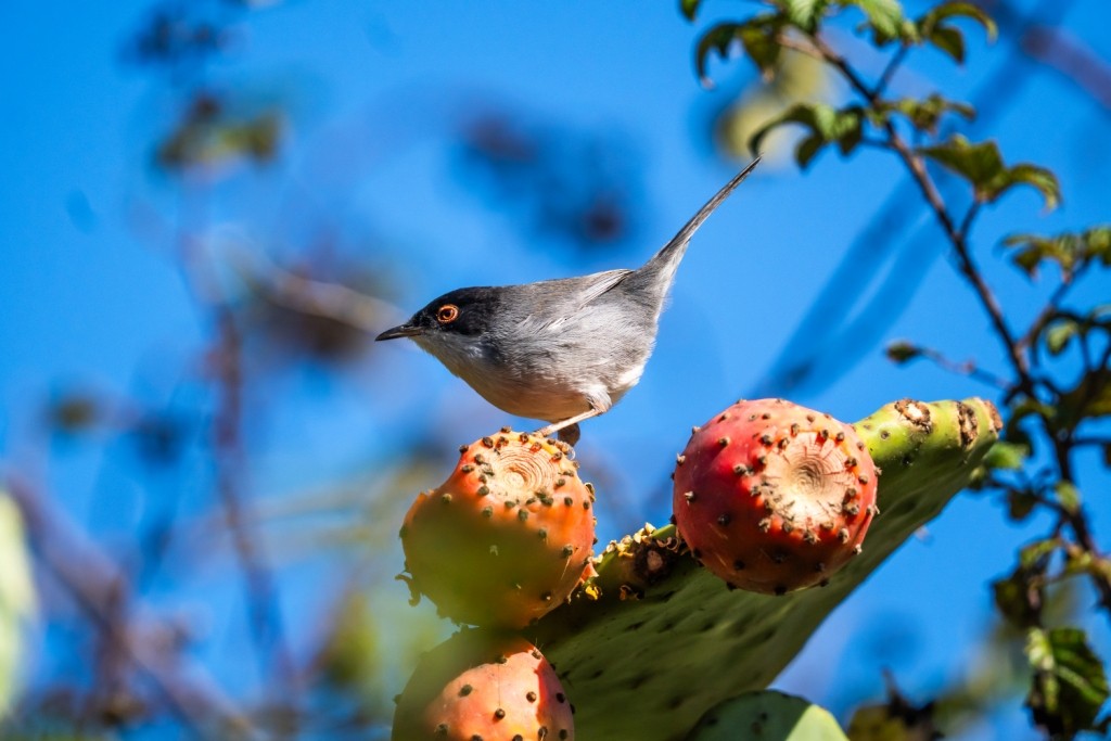 Sardinian Warbler - ML647183459