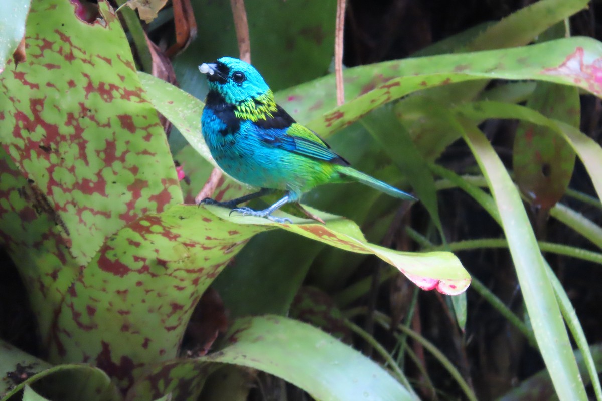 Green-headed Tanager - ML647183470