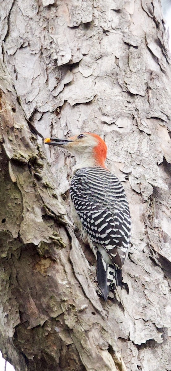 Red-bellied Woodpecker - ML647183471