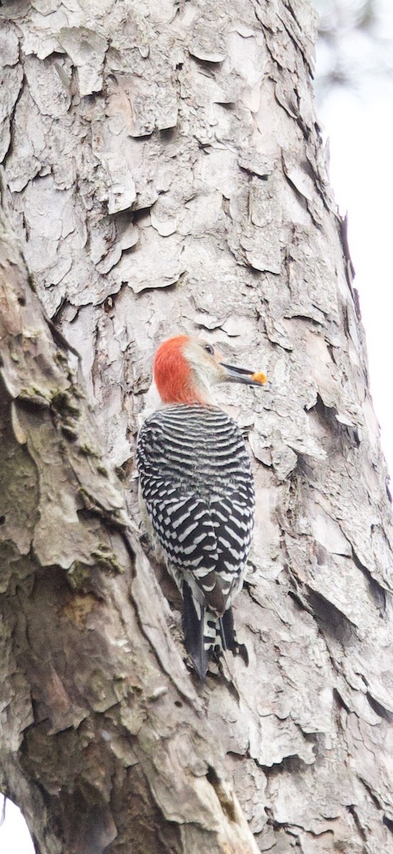 Red-bellied Woodpecker - ML647183472