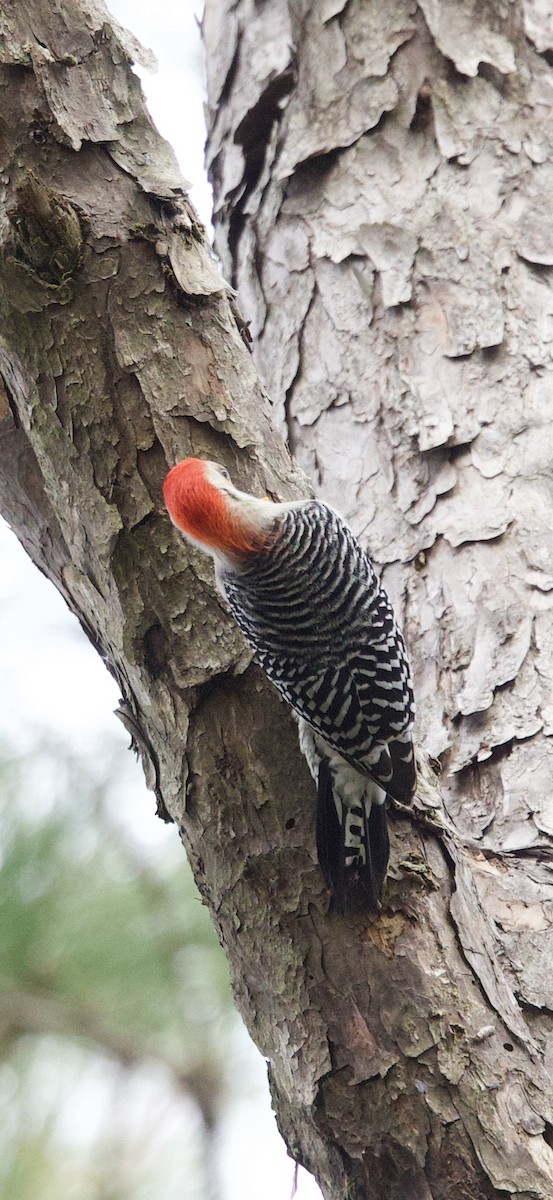 Red-bellied Woodpecker - ML647183473