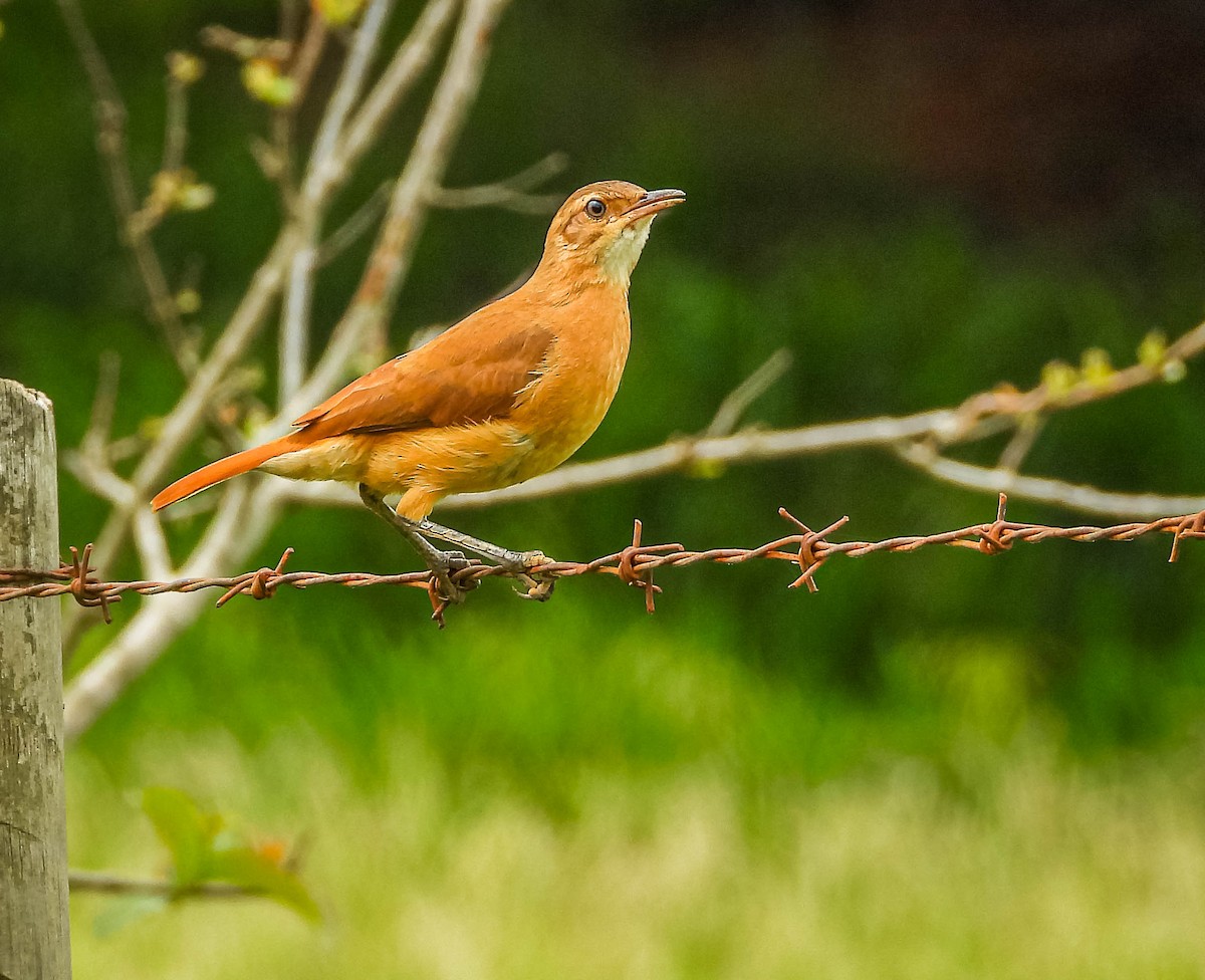 Rufous Hornero - ML647183475