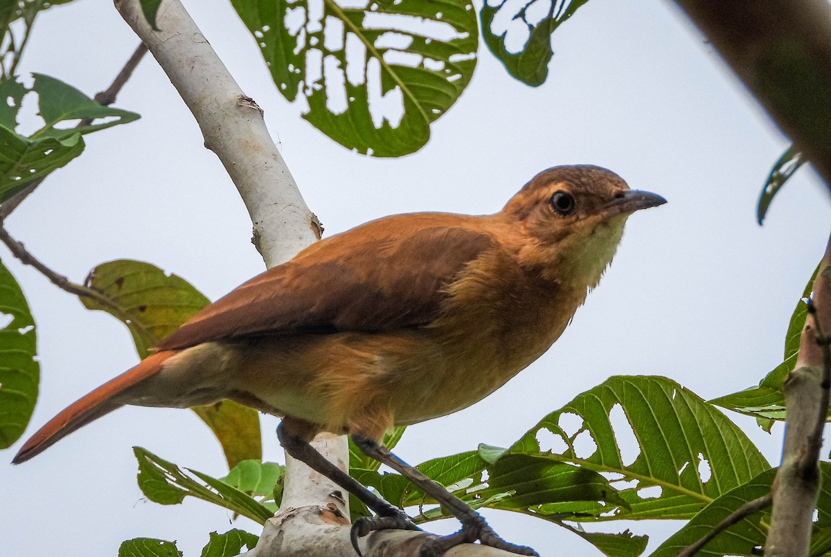 Rufous Hornero - ML647183476