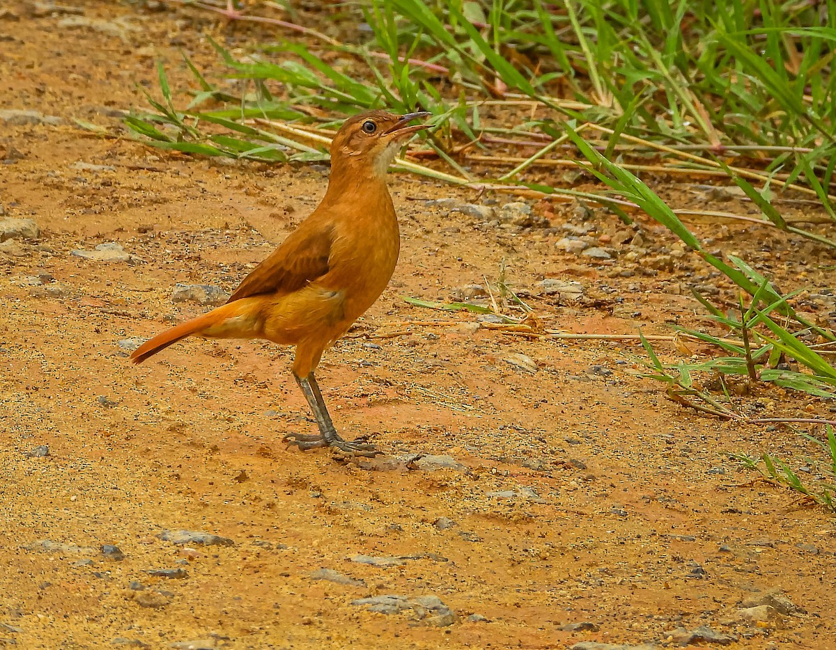 Rufous Hornero - ML647183477