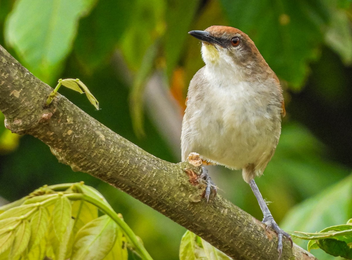 Yellow-chinned Spinetail - ML647183487