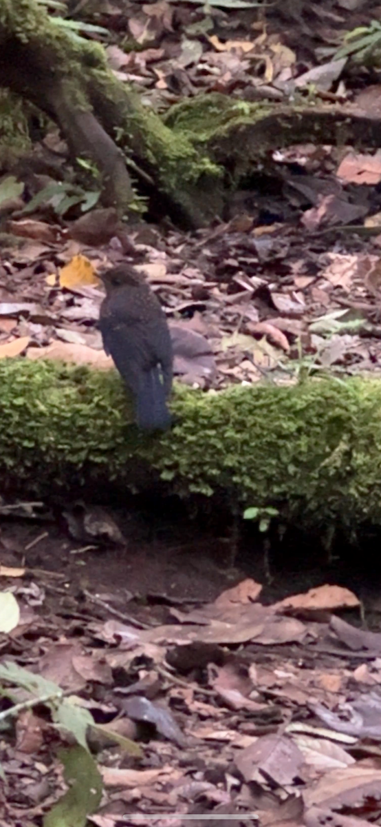 Sumatran Robin - ML647183494