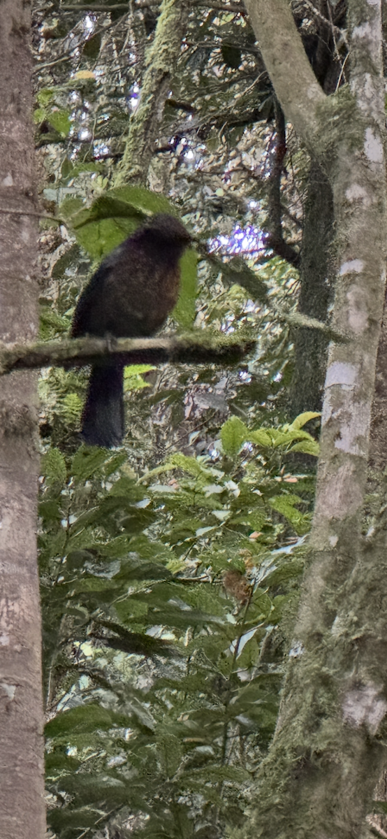 Sumatran Robin - ML647183495