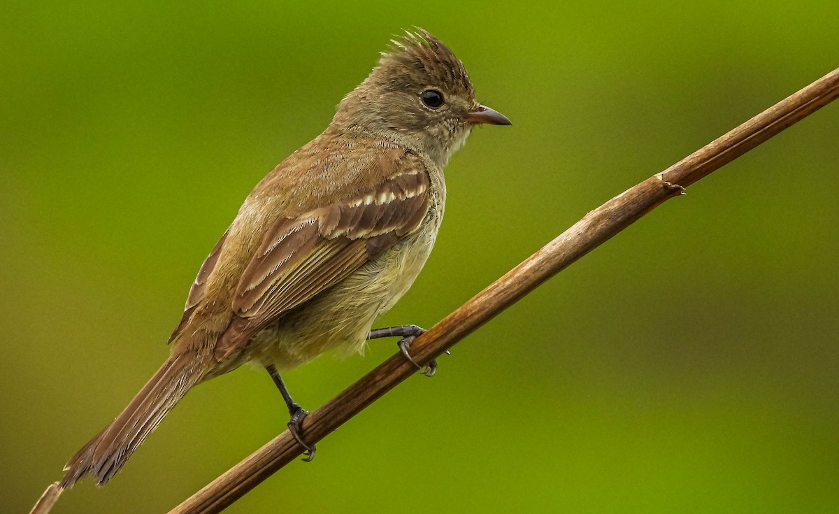 Southern Beardless-Tyrannulet - ML647183497