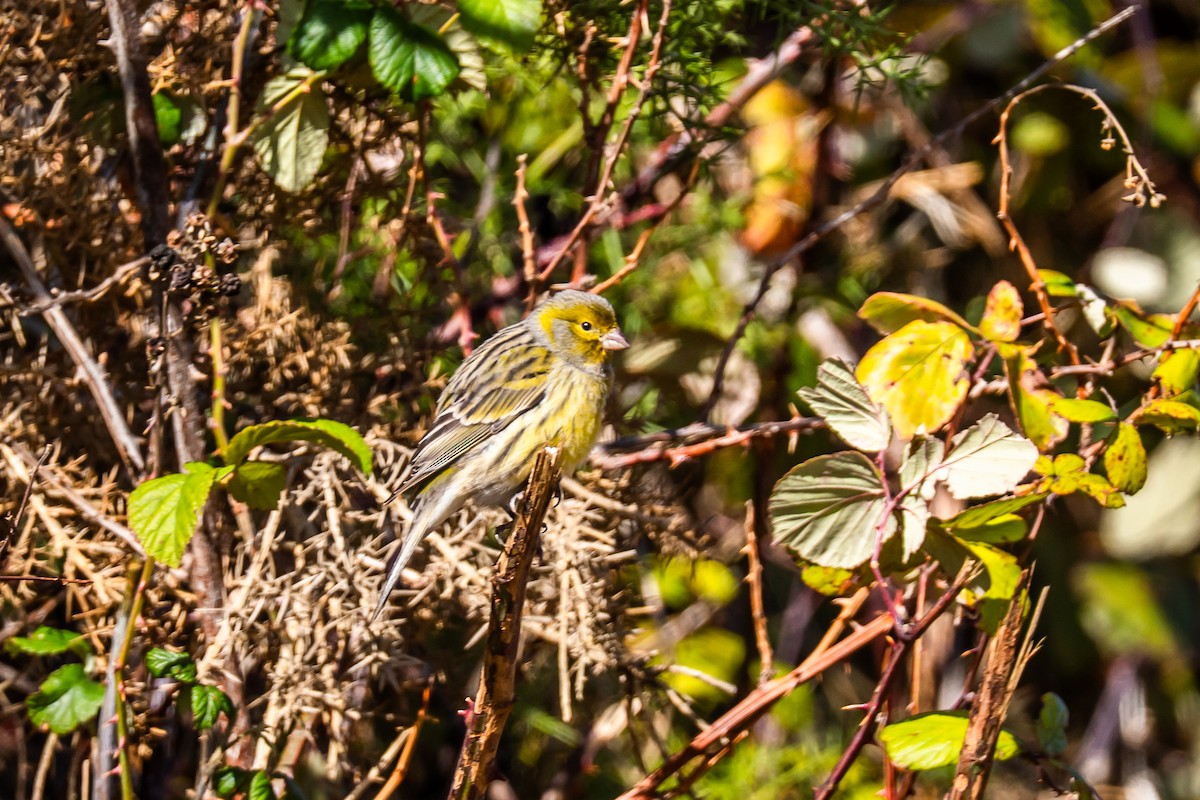 Island Canary - ML647183498
