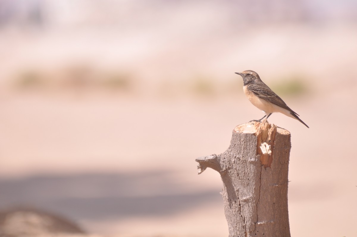 Мяраан чогчиго - ML647183499