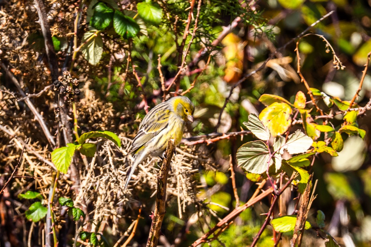 Island Canary - ML647183500