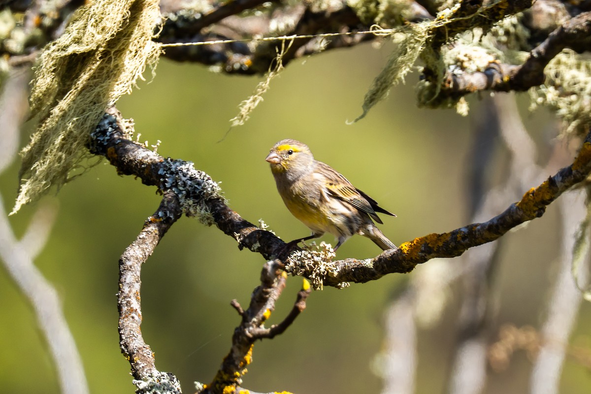 Island Canary - ML647183501