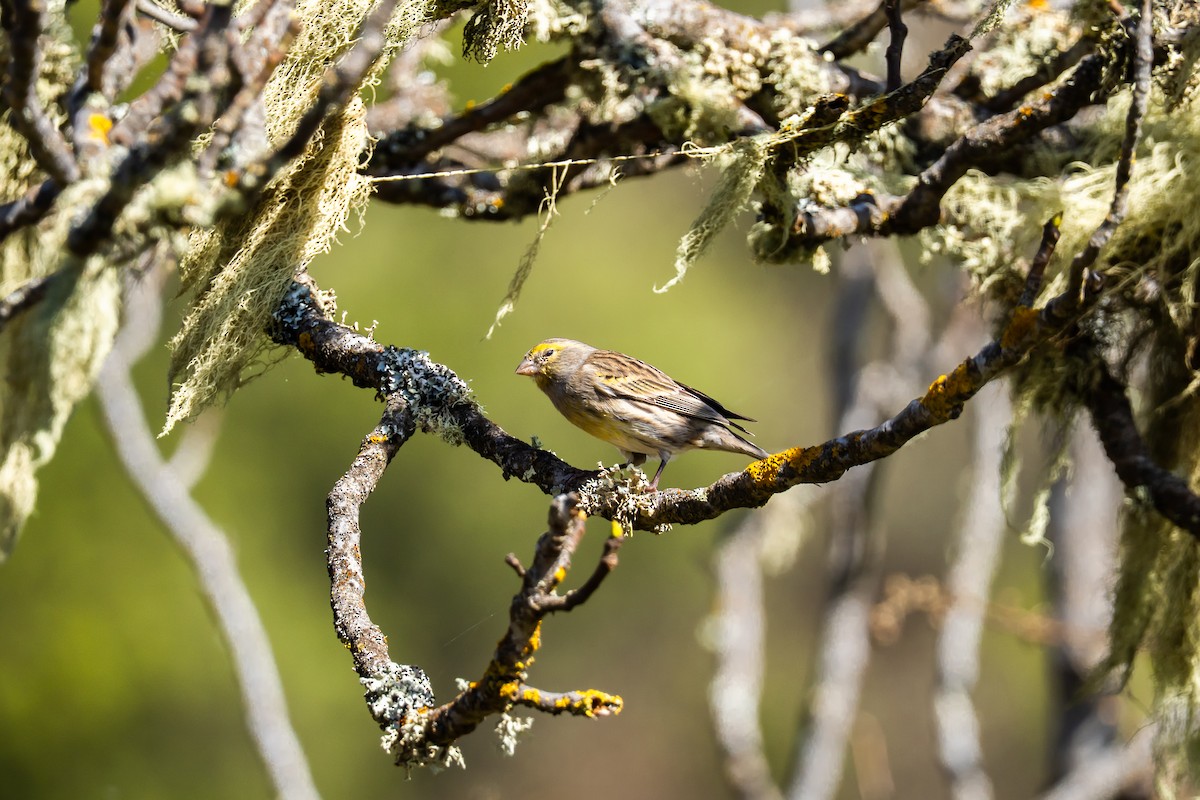 Island Canary - ML647183504