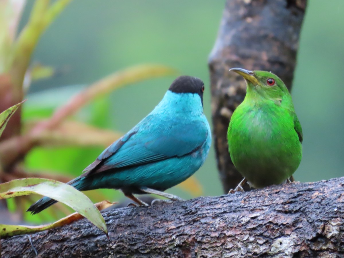 Green Honeycreeper - ML647183523