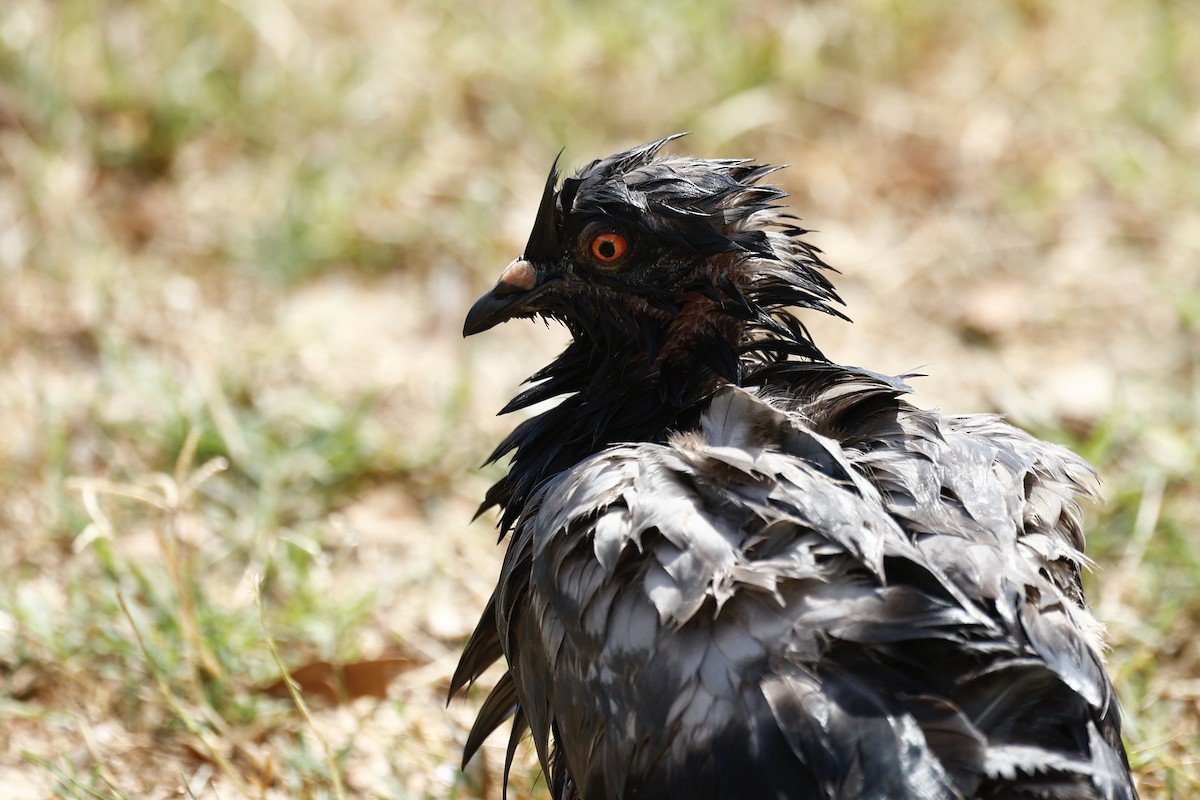 Felsentaube (Straßentaube) - ML647183528