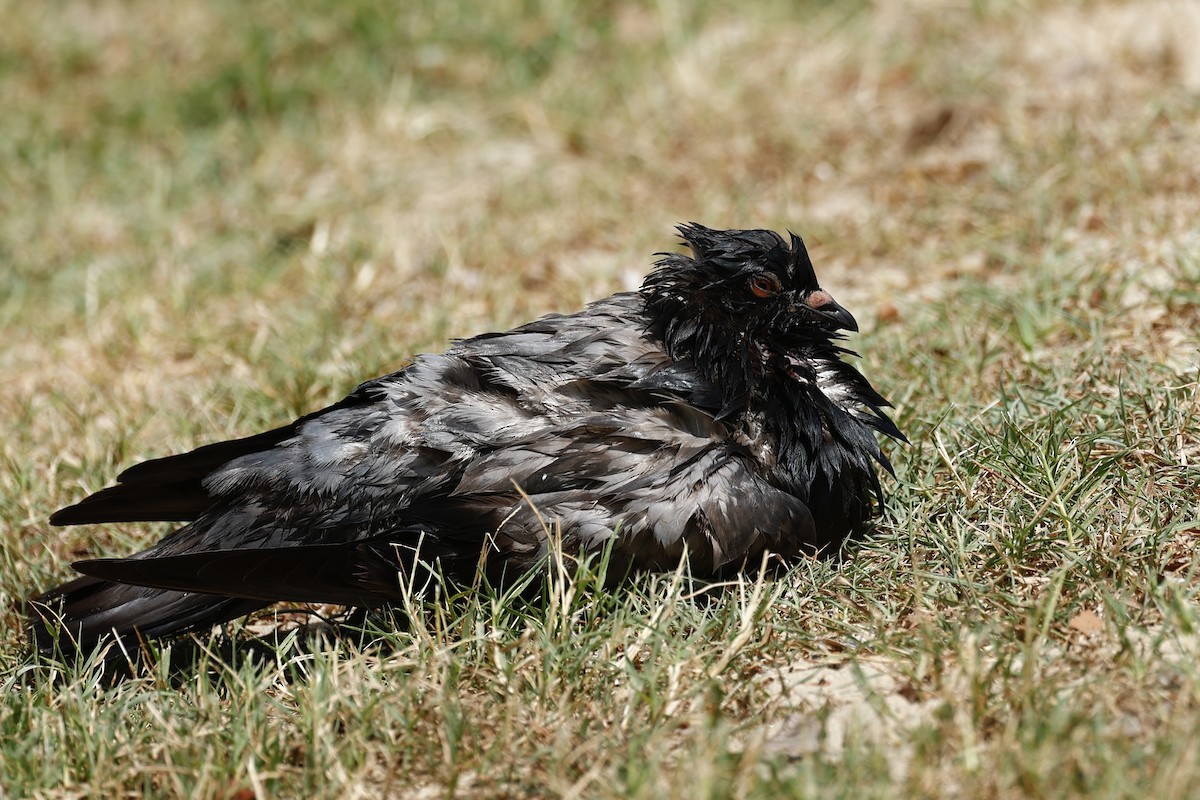 Felsentaube (Straßentaube) - ML647183531