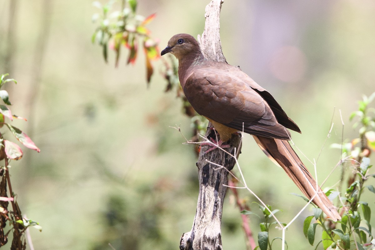 kanelgjøkdue - ML647183533