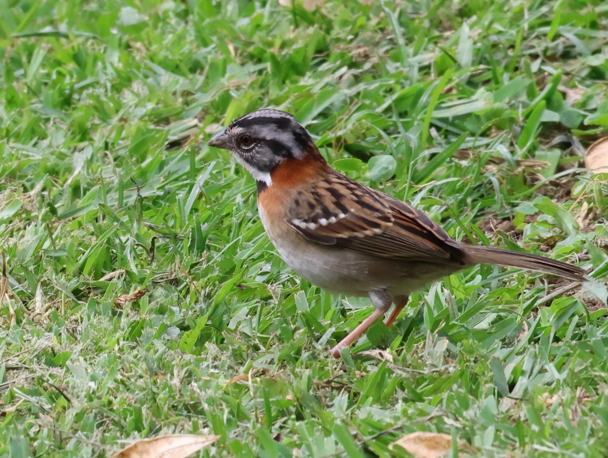 Рыжешейная зонотрихия - ML647183545