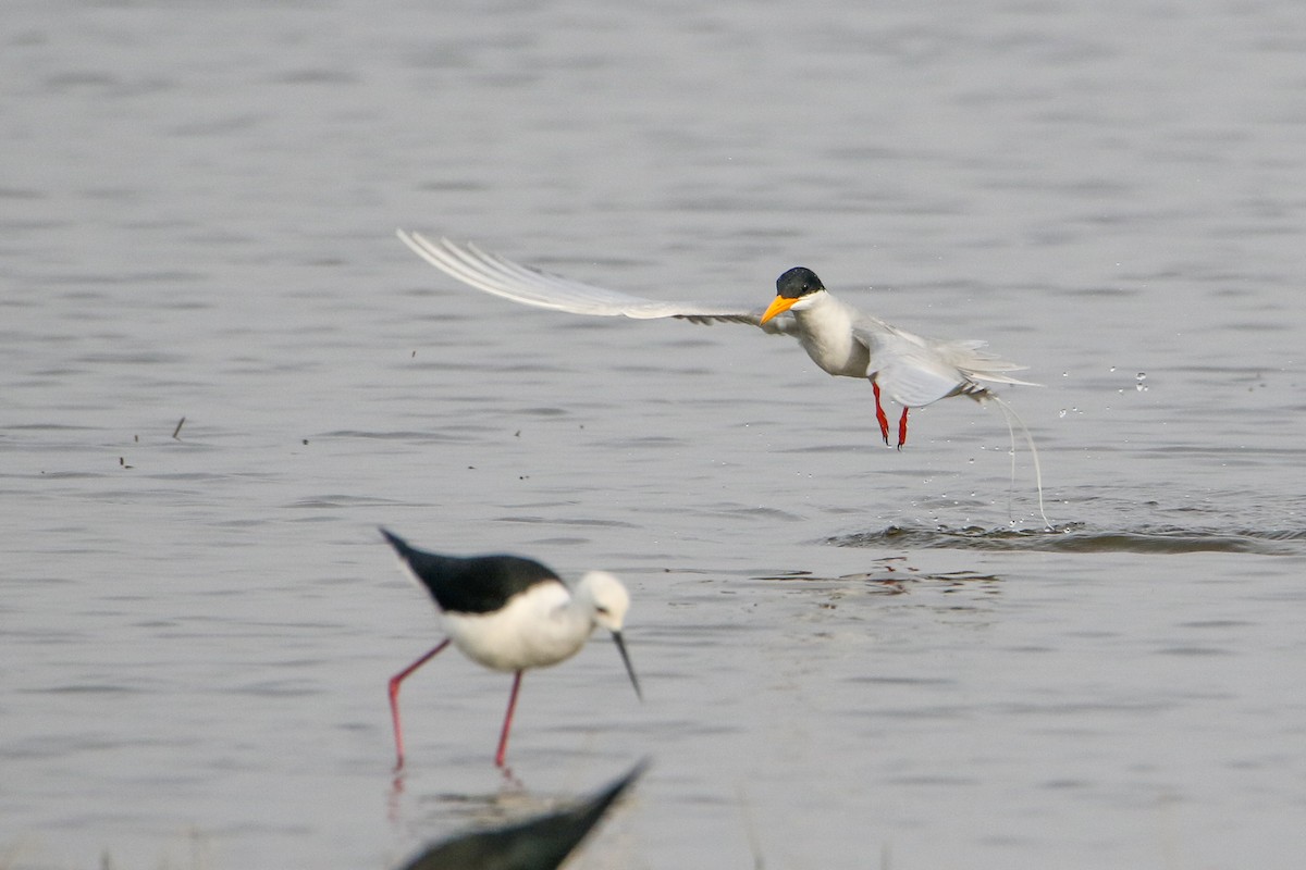 River Tern - ML647183560