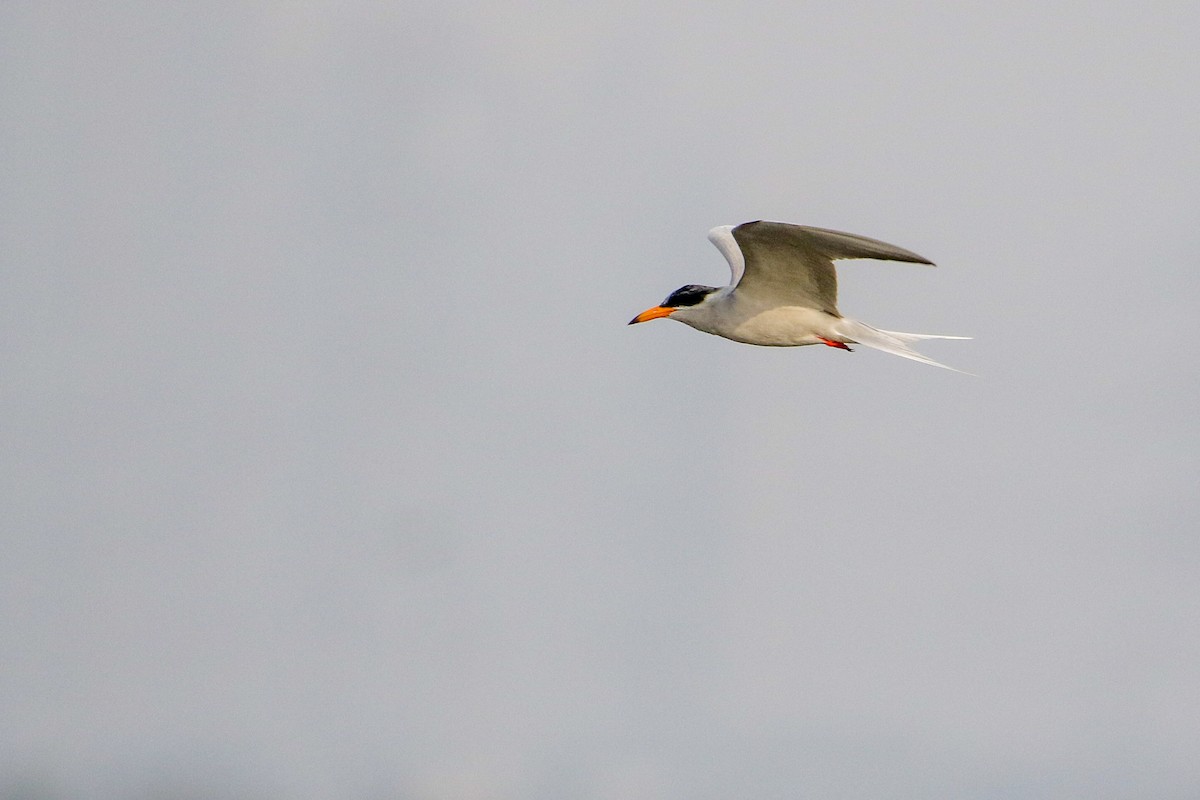 River Tern - ML647183561