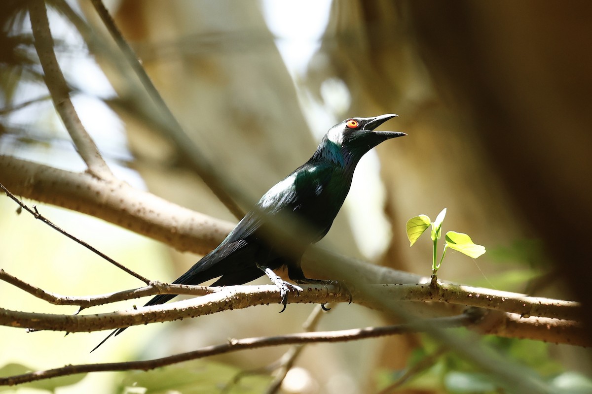 Metallic Starling - ML647183563