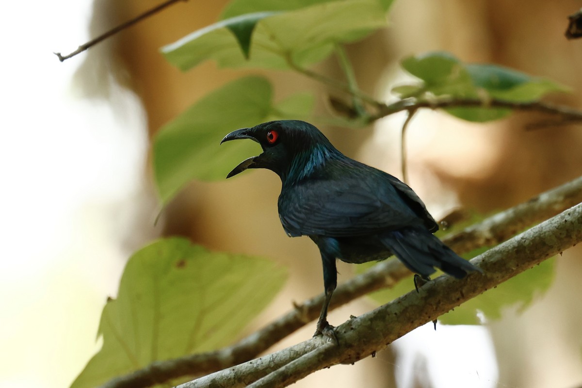 Metallic Starling - ML647183564