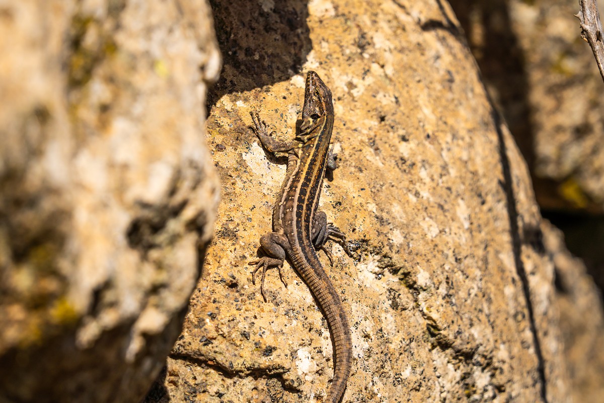Tenerife Lizard - ML647183568