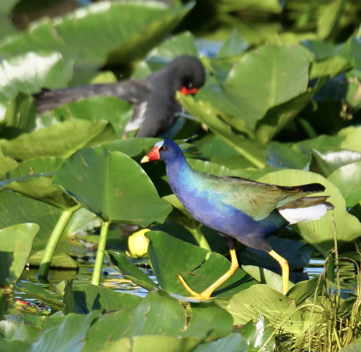 Малая султанка - ML647183569