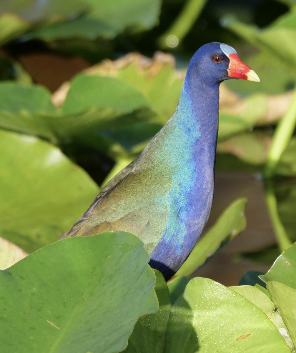 Малая султанка - ML647183570