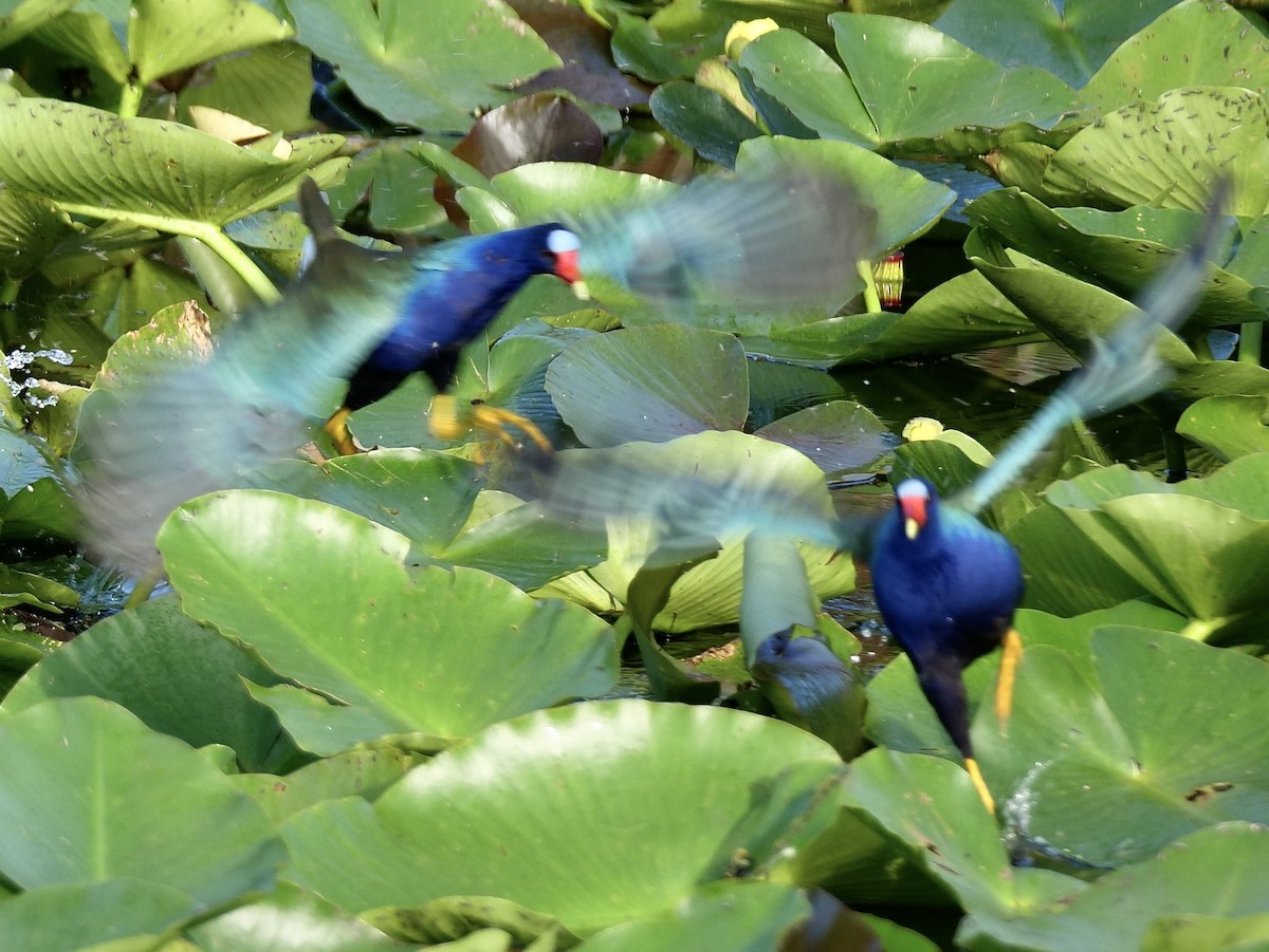 Малая султанка - ML647183571