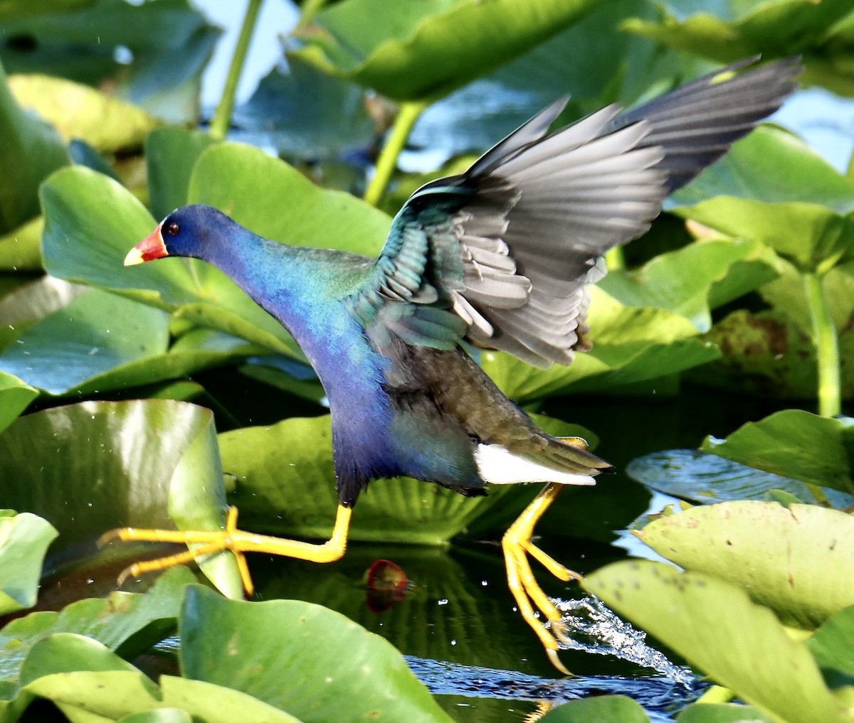 Малая султанка - ML647183572