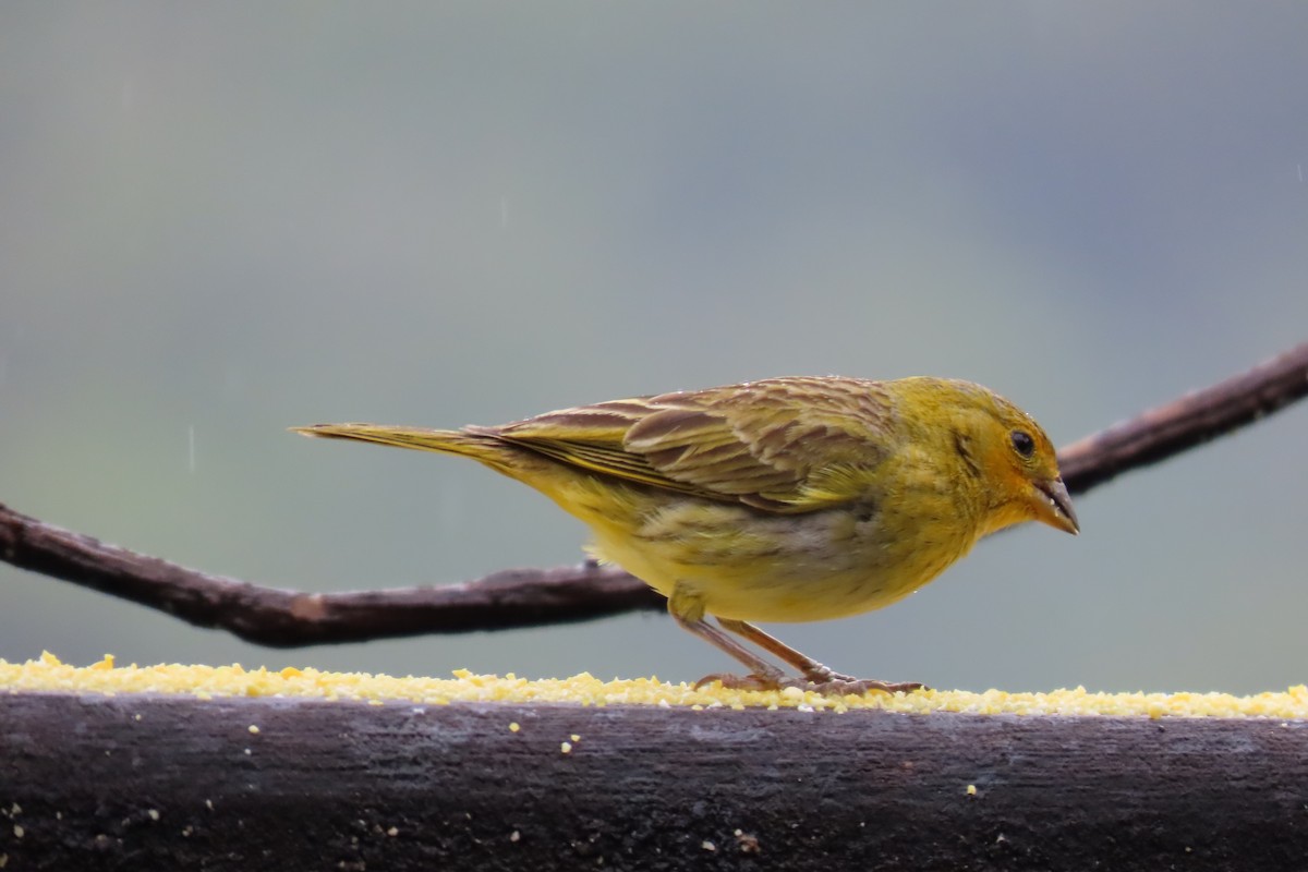 Saffron Finch - ML647183573
