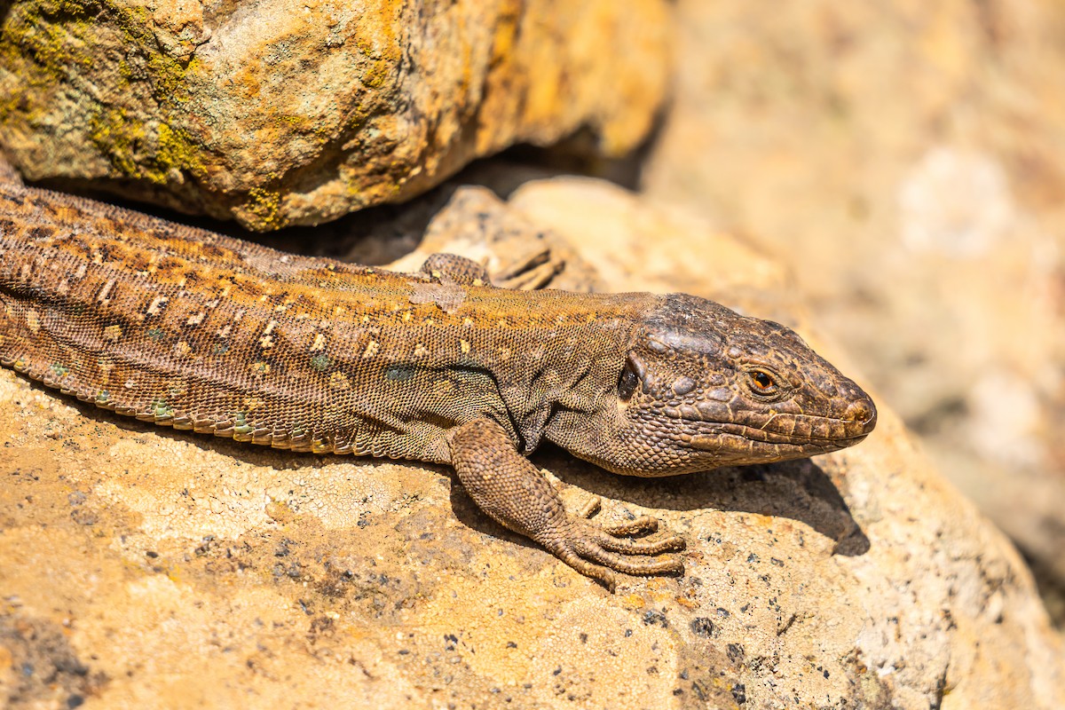 Tenerife Lizard - ML647183577