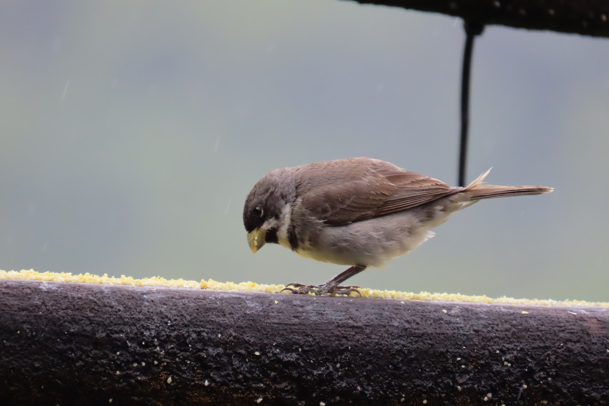 Double-collared Seedeater - ML647183592