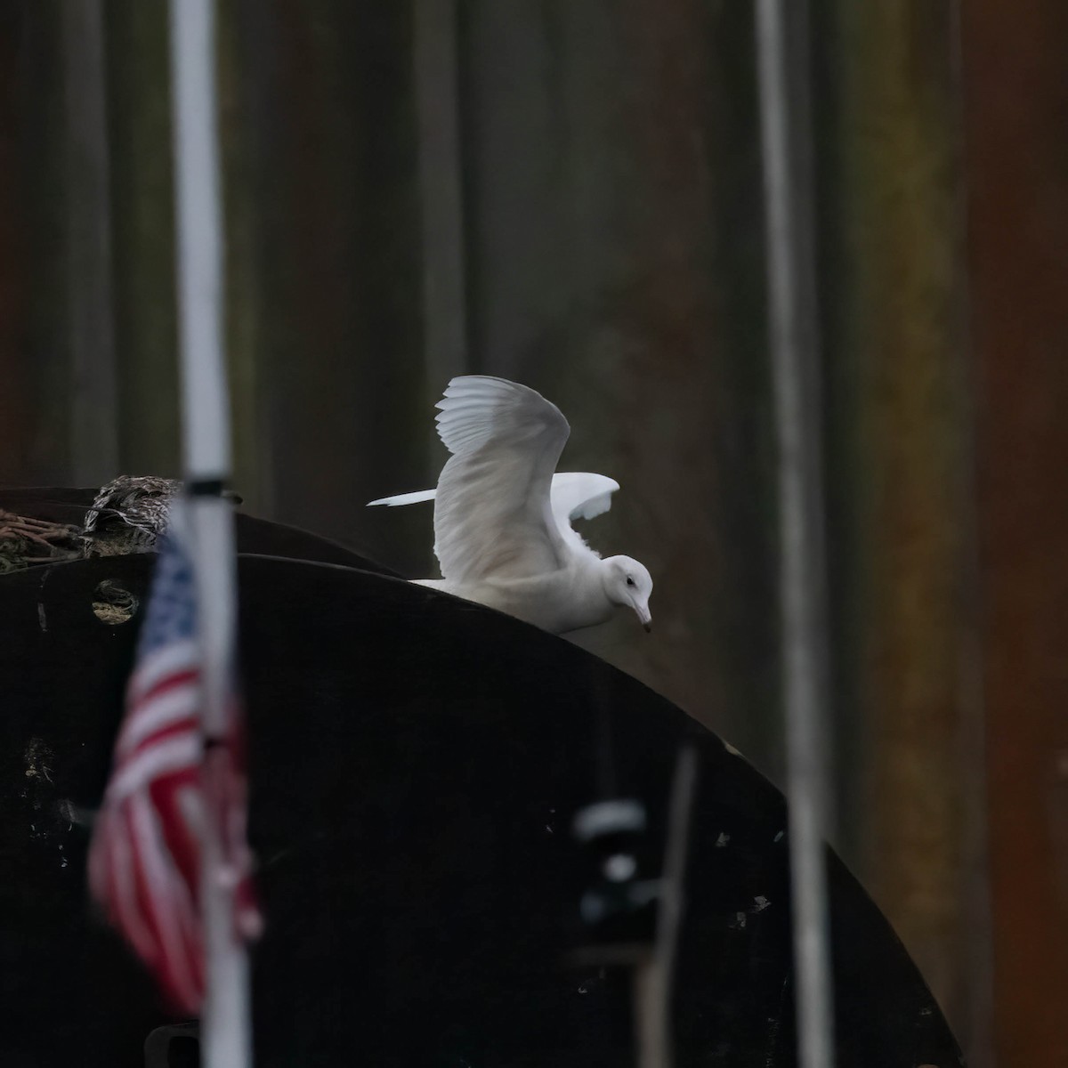 Gavión Hiperbóreo - ML647183605