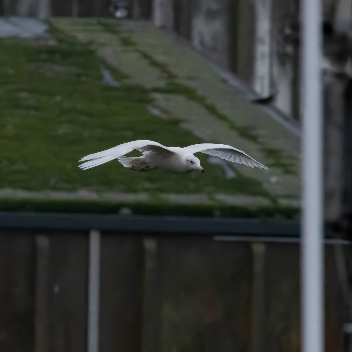 Gavión Hiperbóreo - ML647183606