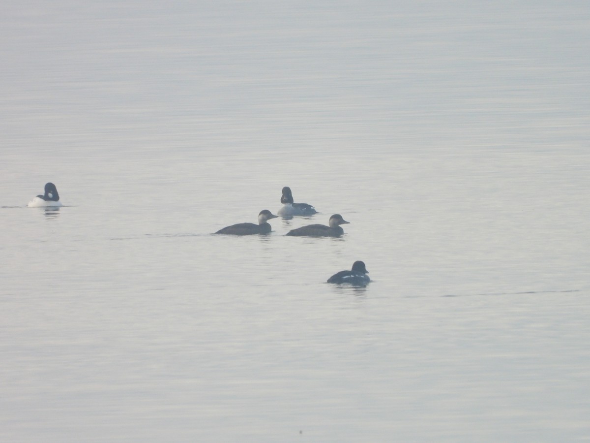 Common Scoter - ML647183624