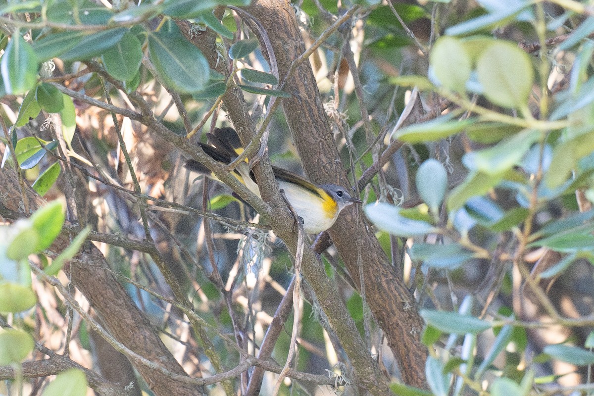 סבכון חכלילי - ML647183638
