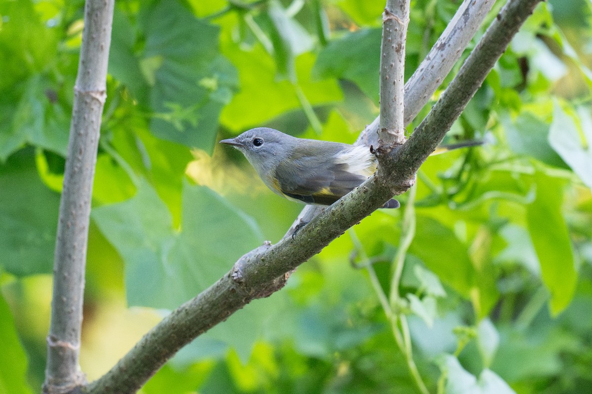 סבכון חכלילי - ML647183641