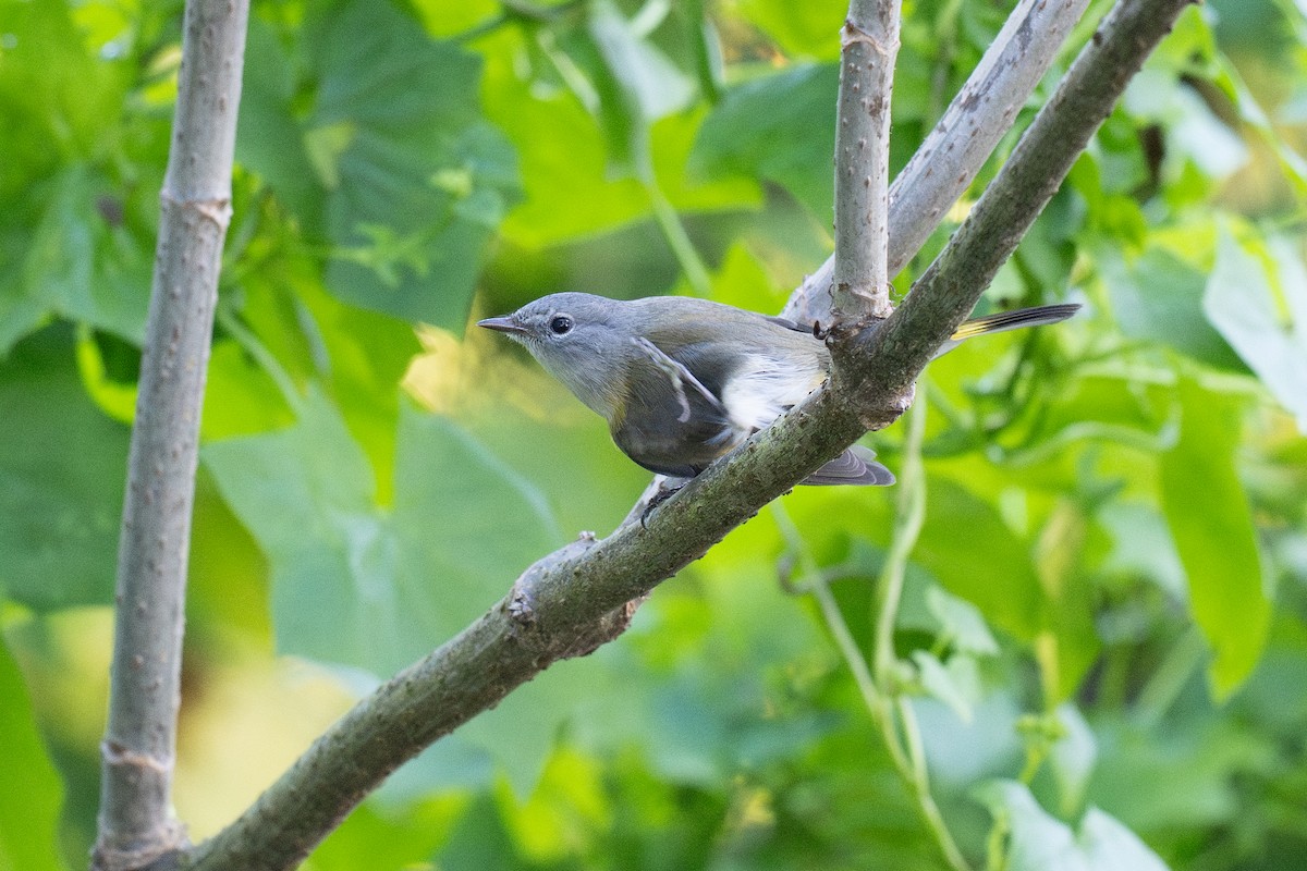 סבכון חכלילי - ML647183643