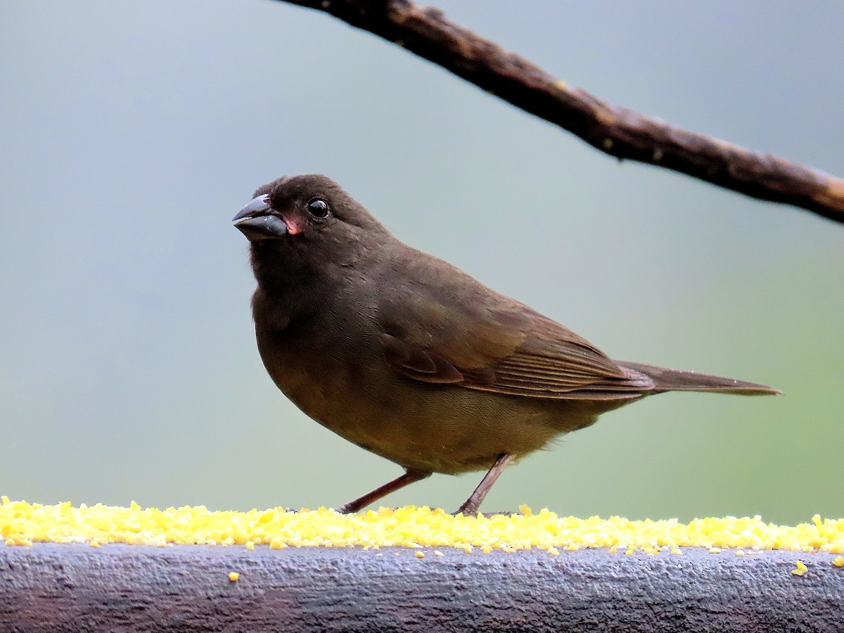 Sooty Grassquit - ML647183654