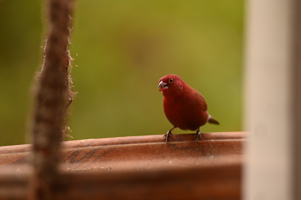 Red-billed Firefinch - ML647183655