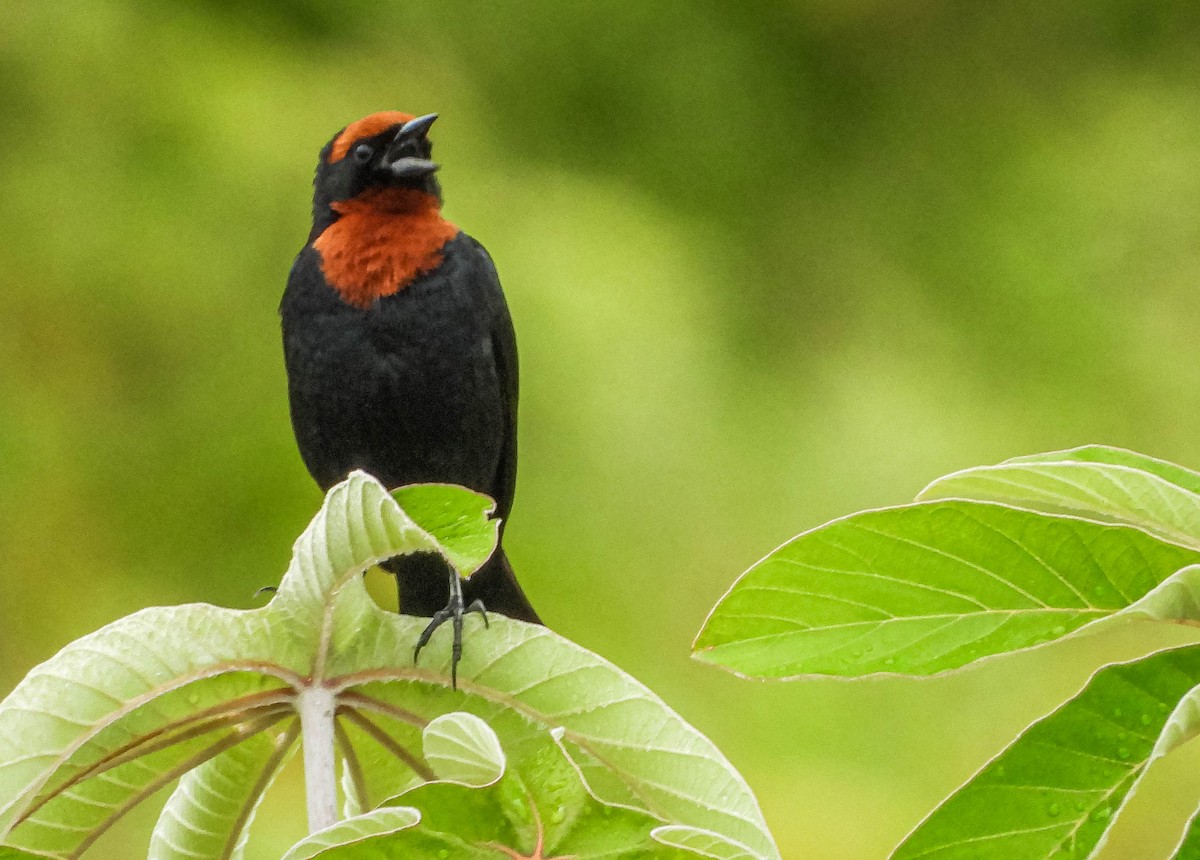 Chestnut-capped Blackbird - ML647183658